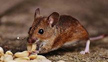 24 Hour & Emergency Exterminators in Grace Chapel, NC